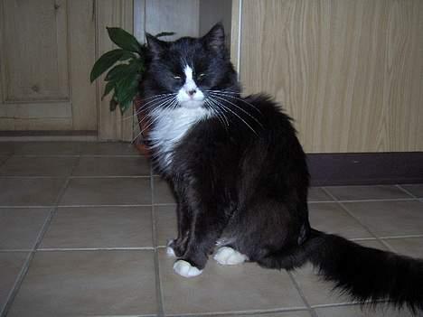 Blanding af racer Komma<333 billede 14