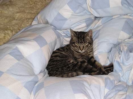 Huskat Valde billede 13