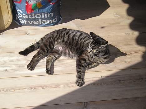 Huskat Valde billede 14