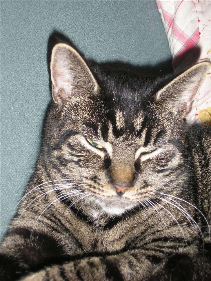 Huskat Valde - Der er lidt snavs på næsen billede 15