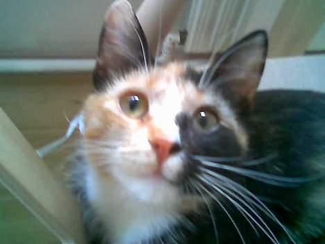 Huskat Possum ( Løbet Væk ) - skal du glo på mig! billede 10