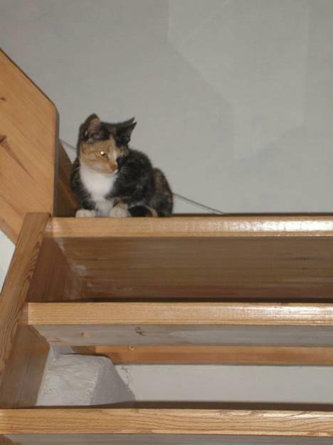 Huskat Possum ( Løbet Væk ) billede 11