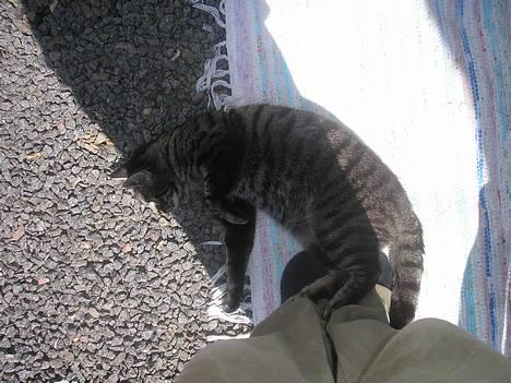 Huskat Valde billede 16