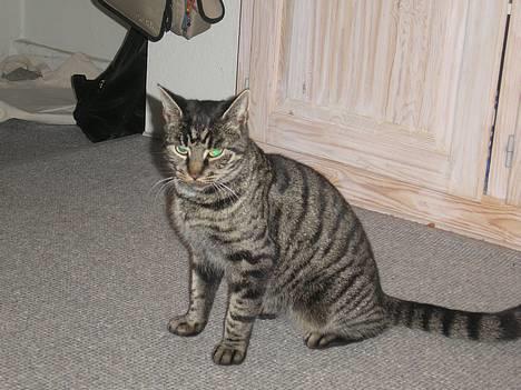 Huskat Valde - Jeg er stor!?!?!?hihi billede 17