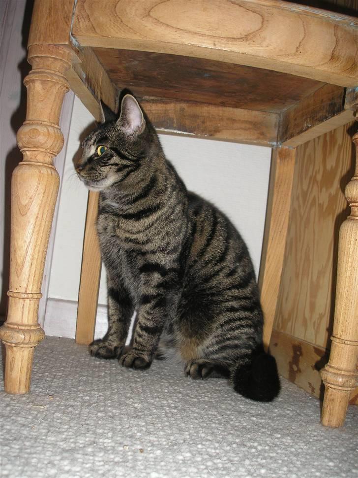 Huskat Valde billede 18