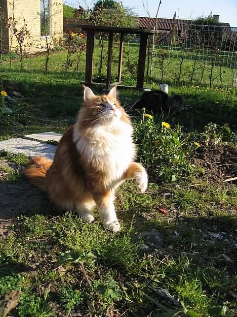 Maine Coon Type 0 negative  - Må hellere tage mig godt ud på billederne... billede 1