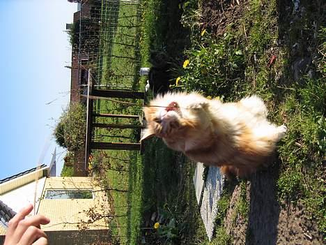 Maine Coon Type 0 negative  - Dø dø dø ....dumme dumme pind.. billede 2