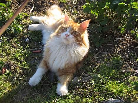 Maine Coon Type 0 negative  - lige en slapper... billede 3