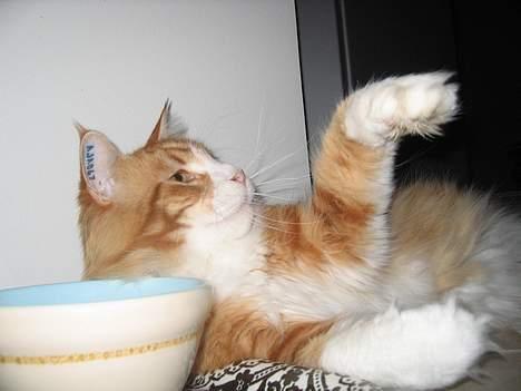 Maine Coon Type 0 negative  - Tjener...Ku jeg få en omgang mer...??? billede 4