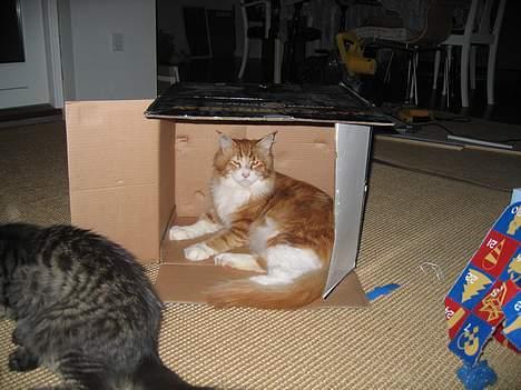 Maine Coon Type 0 negative  - Hmmmm...det var hva det kunne gi til...blev lovet en kurv..:-) billede 5