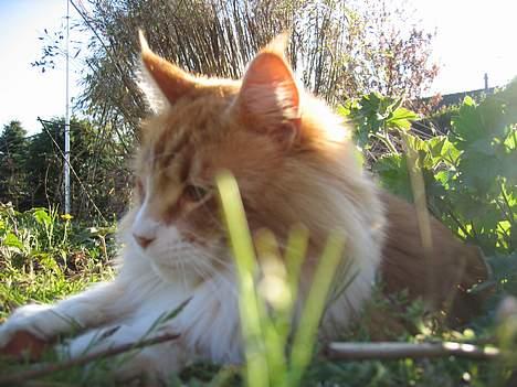 Maine Coon Type 0 negative  - Sol ,sol kom igen...solen er min bedste ven... billede 6