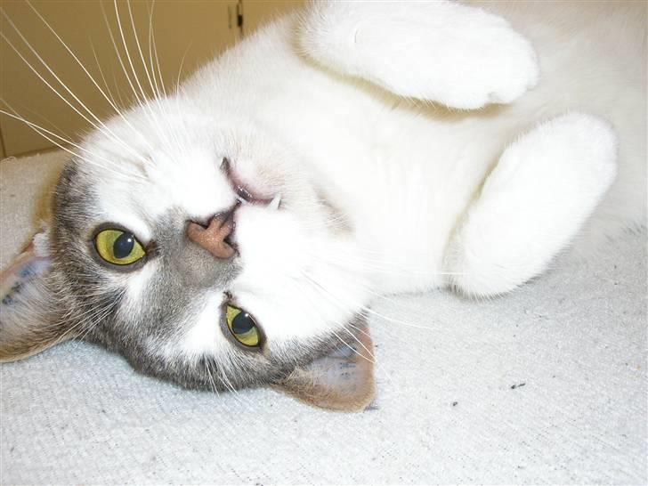 Huskat Timmay - Timmay billede 1