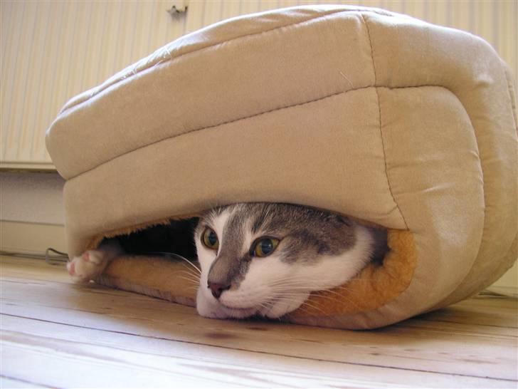 Huskat Timmay billede 2