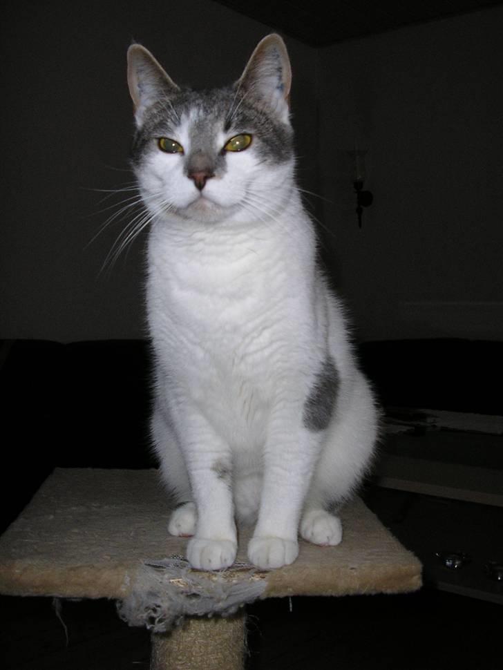 Huskat Timmay billede 3