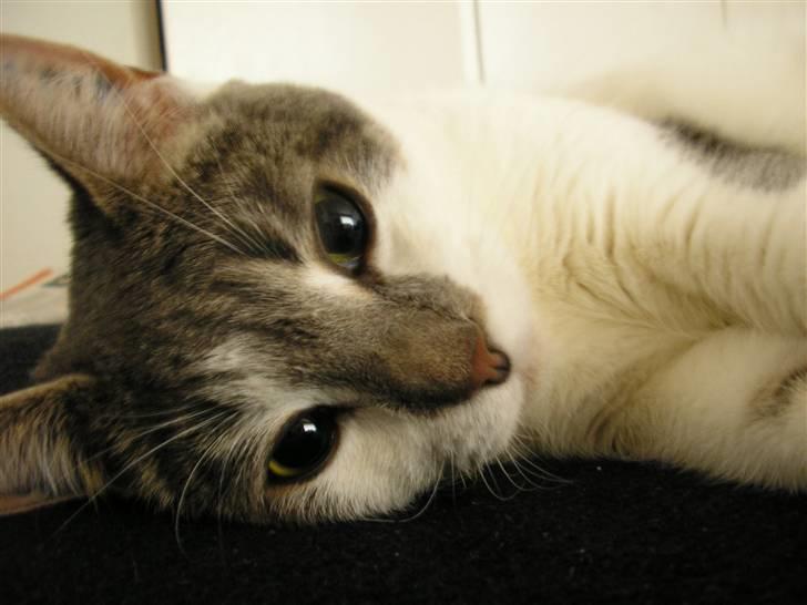 Huskat Timmay billede 4