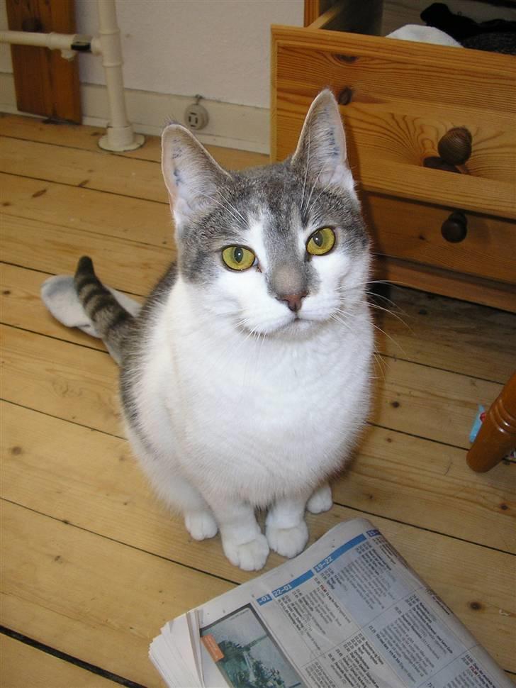 Huskat Timmay billede 5