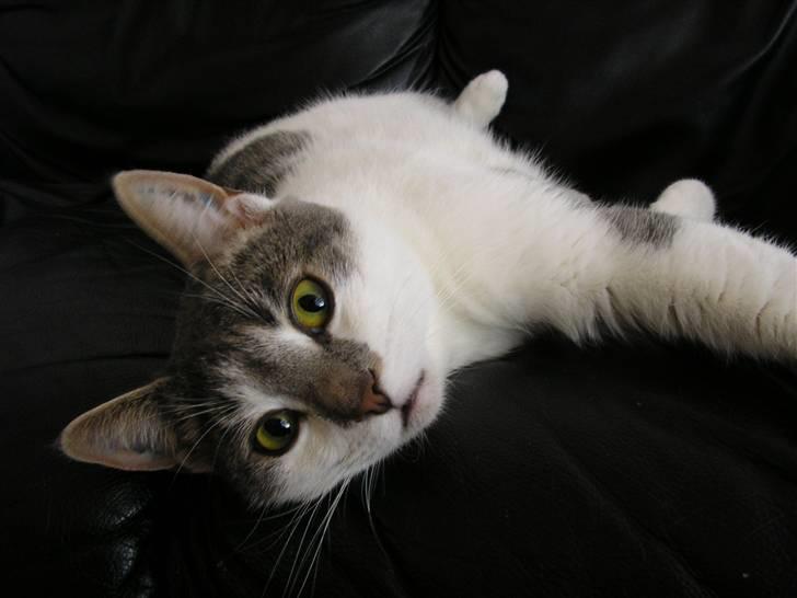 Huskat Timmay billede 6