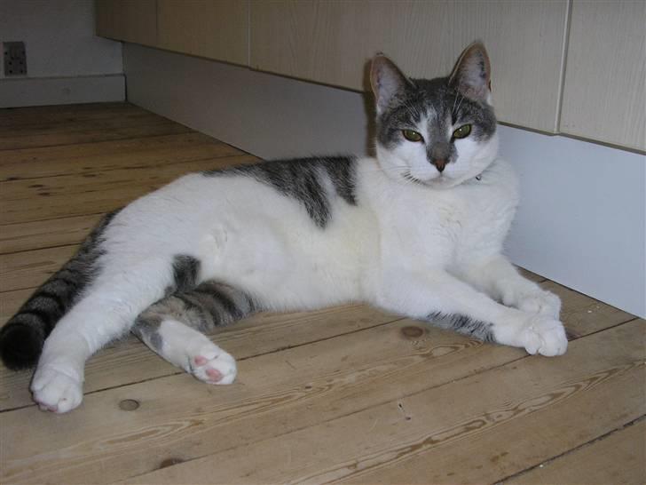 Huskat Timmay billede 7