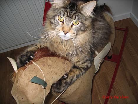 Maine Coon Crysty the clown - JEG HAR MIN HEST- JEG HAAARRR MIN LASSO... billede 1