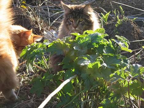 Maine Coon Crysty the clown - Jeg er flot med grønt..:-) billede 2