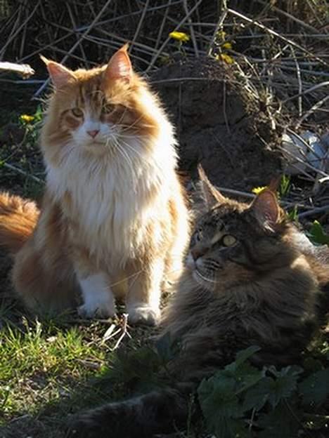 Maine Coon Crysty the clown - Mig og storebror Arne billede 3