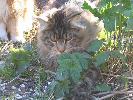 Maine Coon Crysty the clown - jeg er en jæger...den vildeste jæger... billede 4