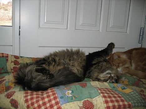 Maine Coon Crysty the clown - mmmmmm....dejligt at sove billede 5