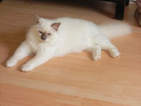 Hellig Birma Hannibal - solgt - Flader lige ud i stuen... (20-05-06) billede 14