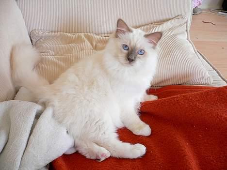 Hellig Birma Hannibal - solgt - Sofaen er nu dejlig :) (20-05-06) billede 15