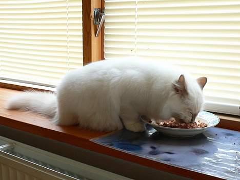 Hellig Birma Hannibal - solgt - Mmm... Mad, mad, mad... (20-05-06) billede 17