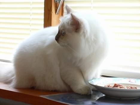 Hellig Birma Hannibal - solgt - Nogen der kaldte? (20-05-06) billede 18