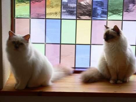 Hellig Birma Hannibal - solgt - Søster til højre, og sjovt nok mig til venstre... ;) (20-05-06) billede 19