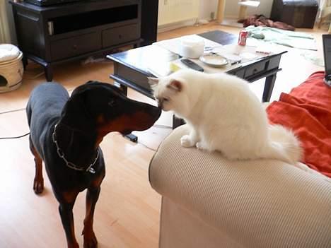 Hellig Birma Hannibal - solgt - Hej brormand, Humle... (20-05-06) billede 20