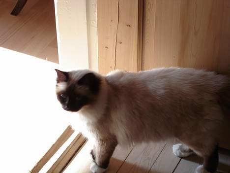 Hellig Birma oliver billede 8