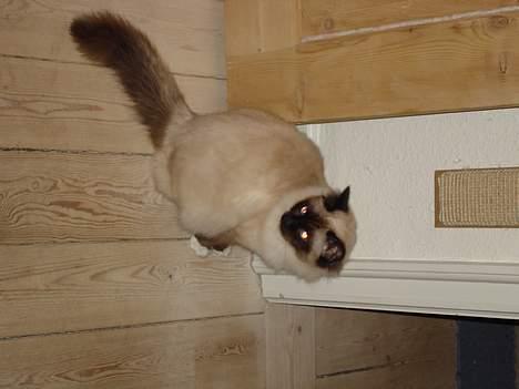 Hellig Birma oliver billede 9