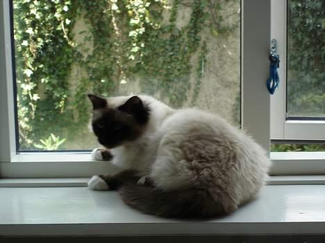 Hellig Birma oliver billede 10