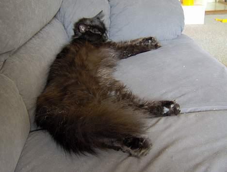 Blanding af racer Mille - Er blevet Mor billede 18