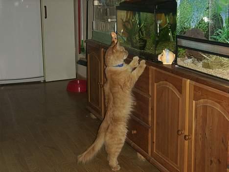 Maine Coon Garfield << Død >> - Uhh hvad er det..?? billede 2