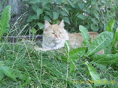 Maine Coon Garfield << Død >> - Nyder sommeren billede 3
