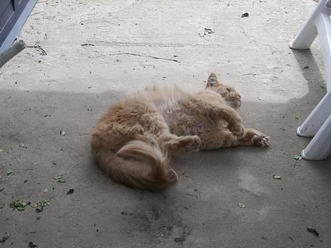 Maine Coon Garfield << Død >> - Det her nyder man.. billede 4