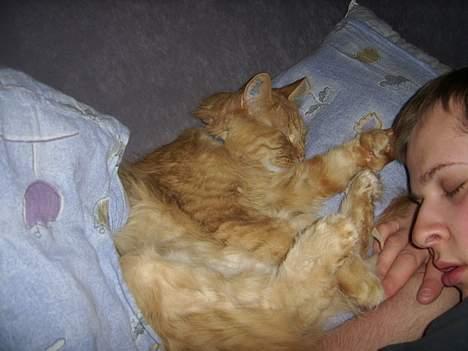 Maine Coon Garfield << Død >> - Får lige en lur sammen med Far. billede 5