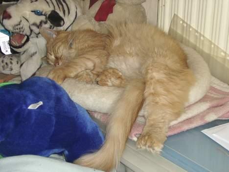 Maine Coon Garfield << Død >> - Min seng. billede 6