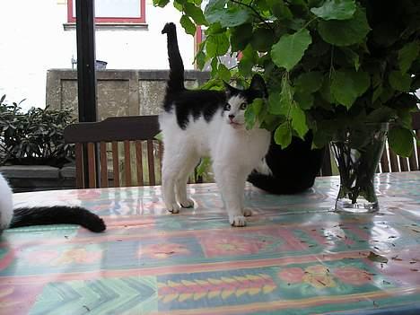 Blanding af racer Sortsnude<3 - Her kæler jeg med blomsterne" billede 15