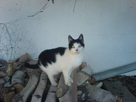 Blanding af racer Sortsnude<3 billede 16