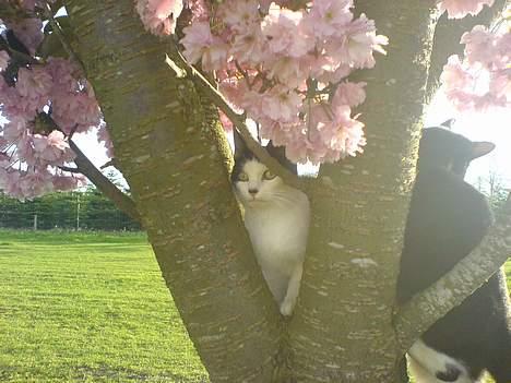 Blanding af racer Sortsnude<3 billede 17