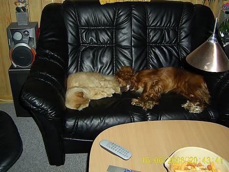 Maine Coon Garfield << Død >> - Se mig billede 7