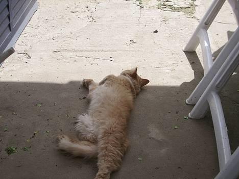 Maine Coon Garfield << Død >> - Dejligt billede 8