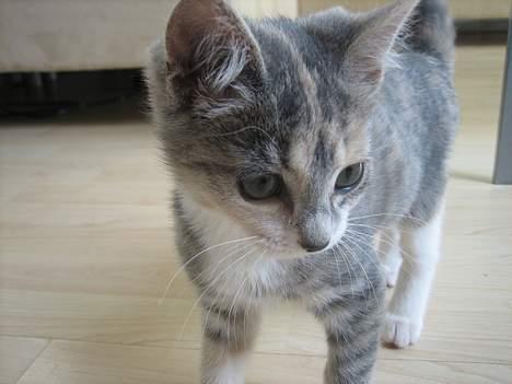 Blanding af racer Nini <3 Forsvundet.. :´( - Se mig er jeg ikke bare dejlig..! ;) billede 1