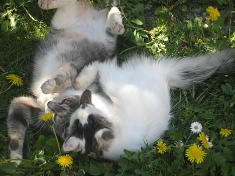 Blanding af racer Nini <3 Forsvundet.. :´( - Hyggeligt med en lille slås kamp.. :) billede 2