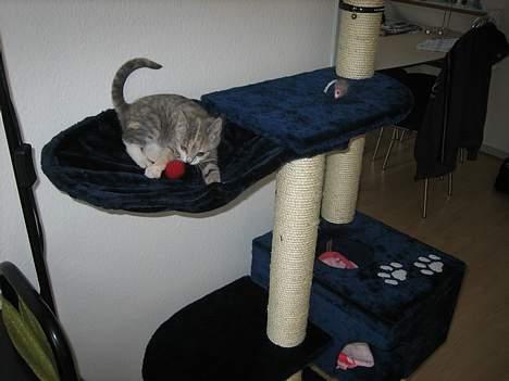 Blanding af racer Nini <3 Forsvundet.. :´( - Står lige på toppen af mit krasse stativ.. billede 3